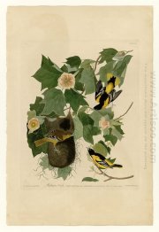 Plate 12. Baltimore Oriole