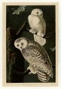 Plate 121 Snowy Owl