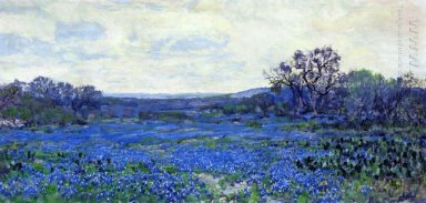 Campo de Bluebonnets