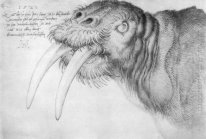 head of a walrus 1521