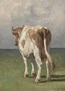 Étude d'une vache