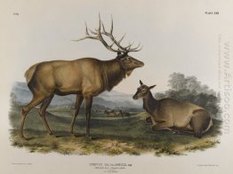 American Elk