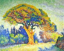 El árbol de pino en St Tropez 1909