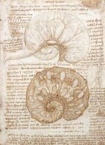 Drawing Of The Uterus Of A Pregnant Cow 1508