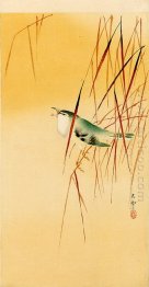 Songbird in Reeds