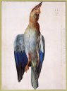 döda bluebird 1512