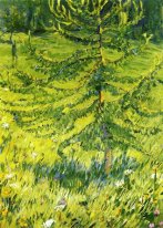 Larch Sapling 1908