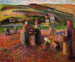 potato harvest 1893