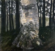 Birch In A Forest