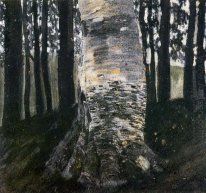 Birch In Een Bos