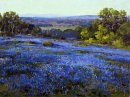 Bluebonnets, nel tardo pomeriggio, a nord di San Antonio