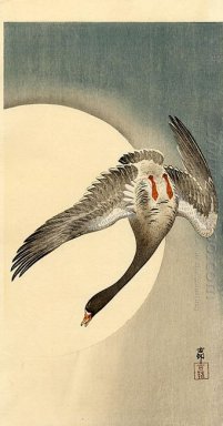 Volare oca lombardella visto da sotto di fronte al