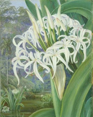 A Crinum Borneo