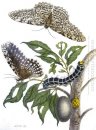 van métamorphose des insectes surinamensis, plaat 20