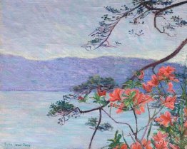 Suruga Bay, Azaleas