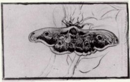 Death S Head Moth 1889