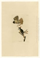 Plate 129 Great Crested Flycatcher