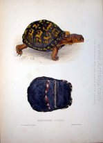 Sternotherus geschlossen