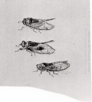 Tiga Cicadas 1889