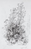 Fiori di campo 1884