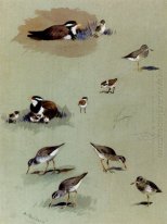 Study of sandpipers, cream coloured coursers and other birds