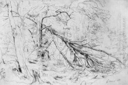 Broken Birch 1872