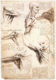 Anatomical studies of the shoulder