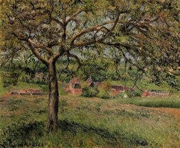 apple tree at eragny 1884