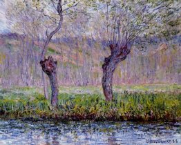 Willows In Springtime