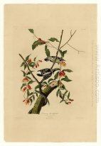 Plate 112 Downy Woodpecker