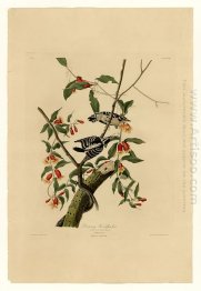 Plate 112 Downy Woodpecker