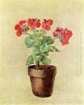 Geraniums 1902