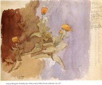 Study of Marigolds