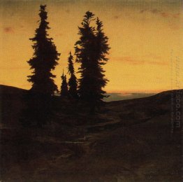 fir trees at sunset