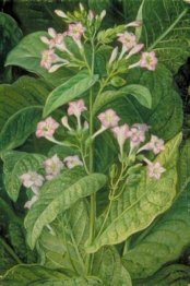 Common Tobacco