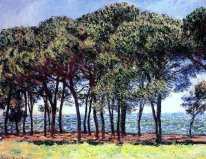 Pine Trees Cap D Antibes