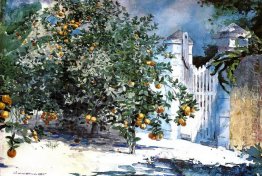 Orange Tree, Nassau (or Orange Trees and Gate)