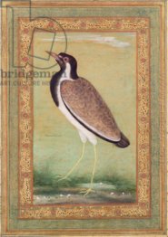 Indian Lapwing