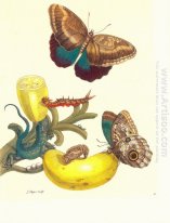 Plate # 23- Musa paradisiaque