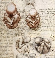 Vues d'un foetus In The Womb Jpg