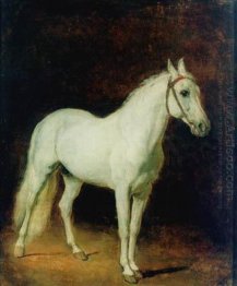 White horse. Study.