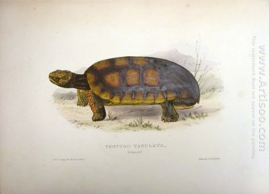 Telai Tortoise (dentata Chelonoidis)