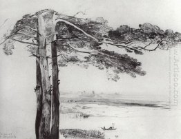 pine from gusareva pine from gusareva