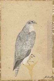 Portrait of a Falcon from Northern India