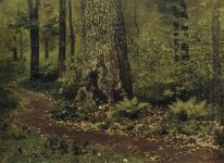 Footpath In A Forest Ferns