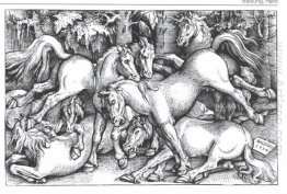 Group Of Seven Wild Horses 1534