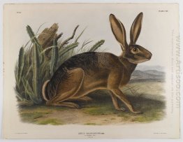 California Hare