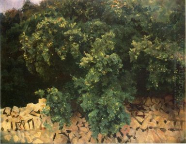 Ilex Wood Mallorca 1908