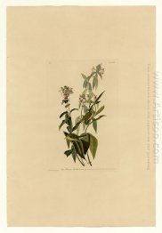 Plate 124 Green Black-capt Flycatcher