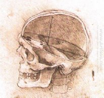 View Of A Skull